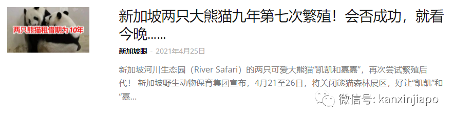 第一只在新加坡誕生的大熊貓寶寶名字公布！