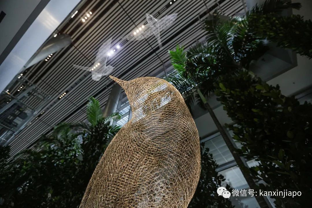 利好！中新航班或將暴增300%；現場直擊樟宜機場T4航站樓滿血複活