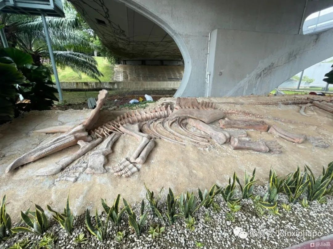 一舉兩得！徒步還能看恐龍，走完侏羅紀走道全程要多久？
