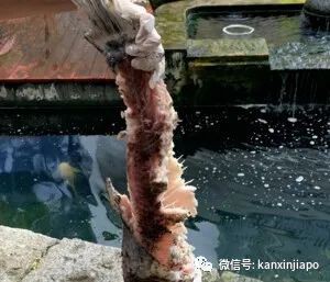 新加坡屠妖節再現水獺“犯案”事件，超三十條魚慘招毒手...