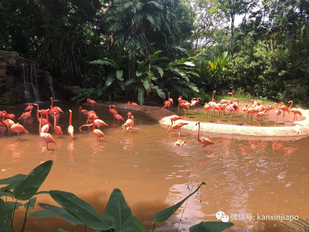 新加坡超5000只珍稀鳥類大搬家！細數世界最大飛禽公園的前世今生