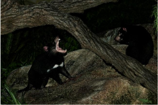 新加坡夜間動物園添新寵，瀕危物種“塔斯馬尼亞惡魔”袋獾首次迎客！