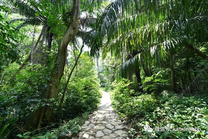 徒步愛好者喜訊！新加坡八大自然保護區大揭秘