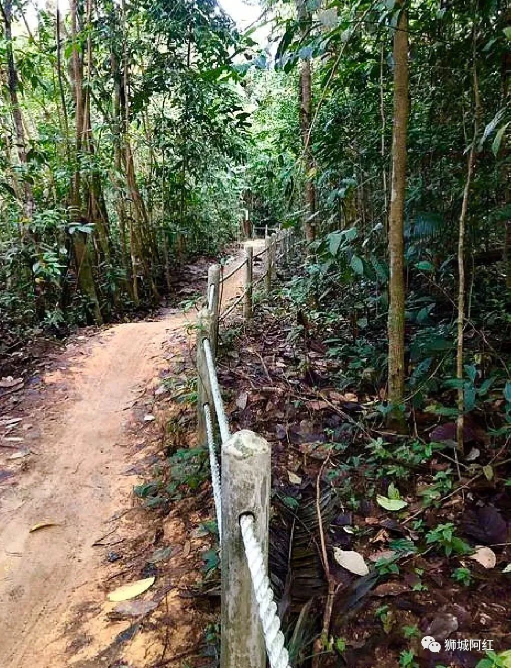 “我登上了新加坡的最高峰，還看到了九寨溝”