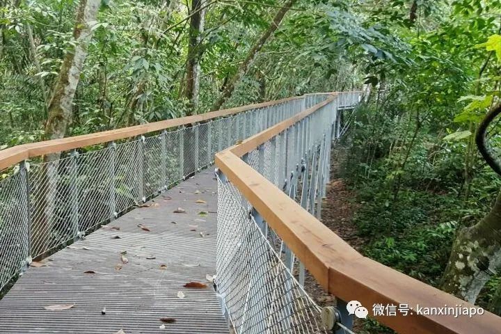 徒步愛好者喜訊！新加坡八大自然保護區大揭秘