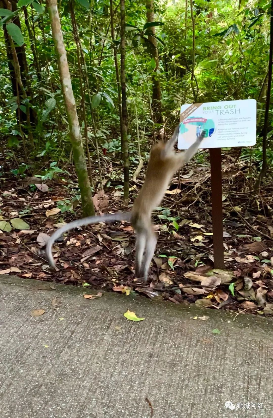 “我登上了新加坡的最高峰，還看到了九寨溝”