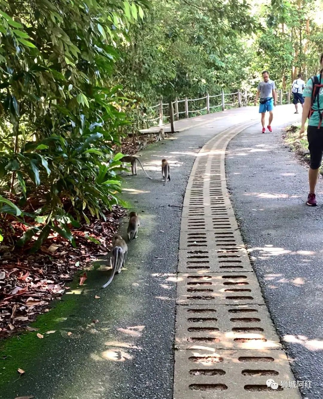 “我登上了新加坡的最高峰，還看到了九寨溝”