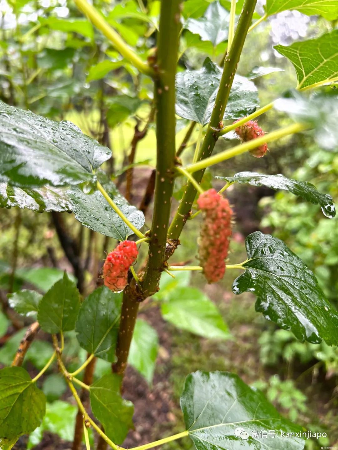 百人冒雨排隊進新加坡總統府！參觀一小時，卻……