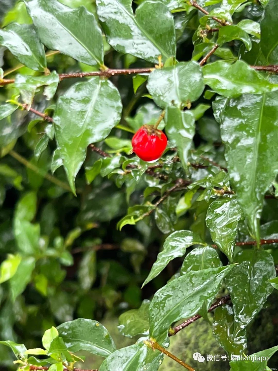 百人冒雨排隊進新加坡總統府！參觀一小時，卻……