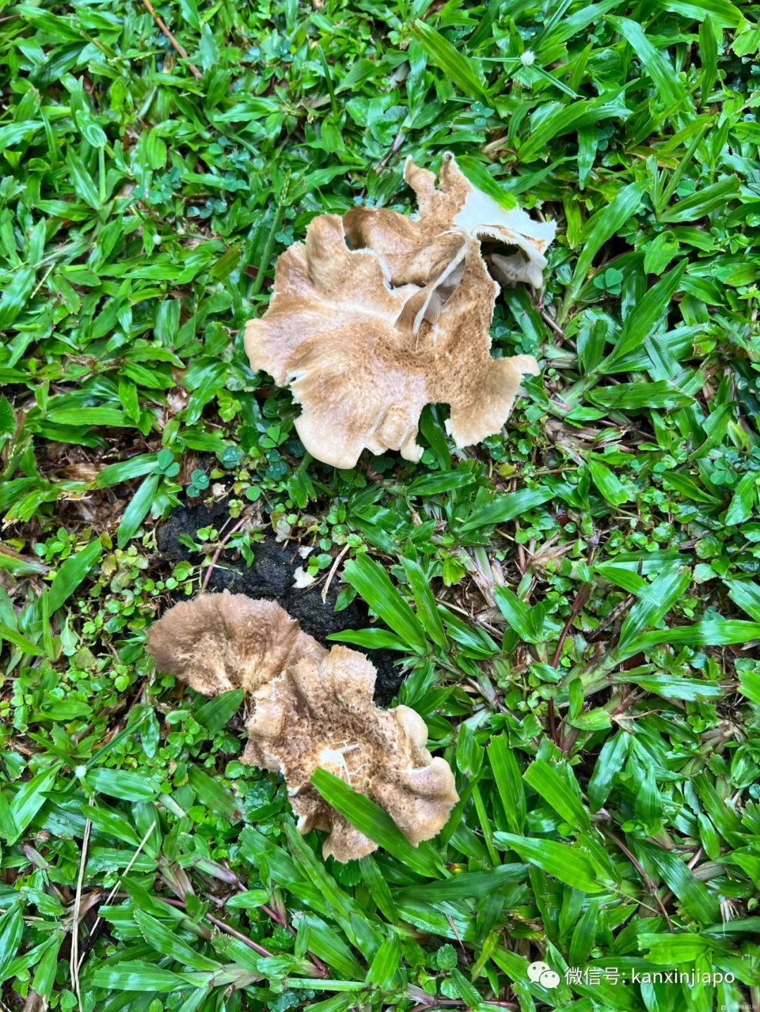 百人冒雨排隊進新加坡總統府！參觀一小時，卻……