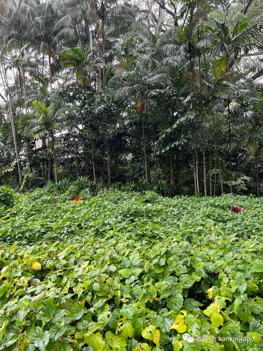 百人冒雨排隊進新加坡總統府！參觀一小時，卻……