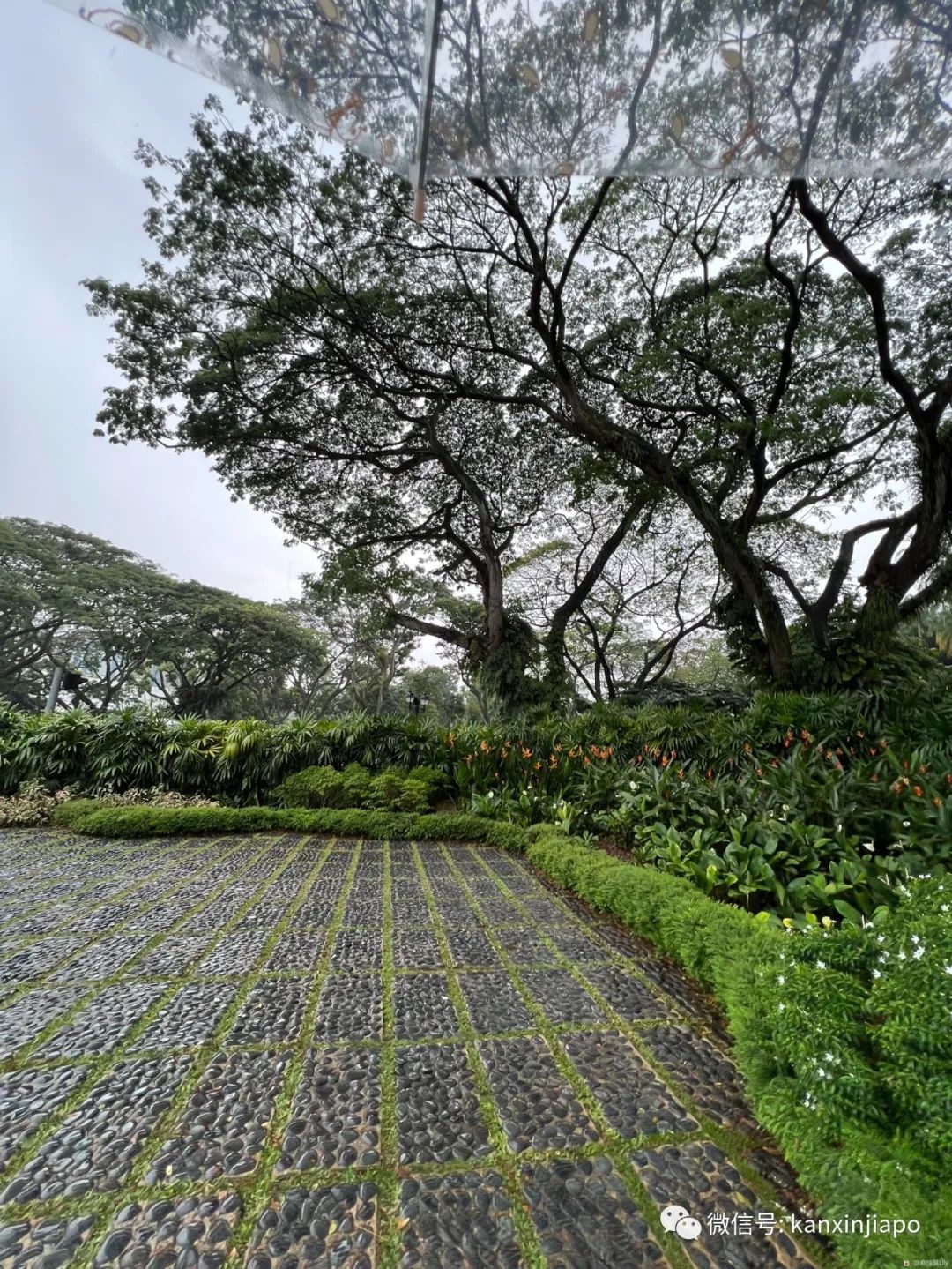 百人冒雨排隊進新加坡總統府！參觀一小時，卻……