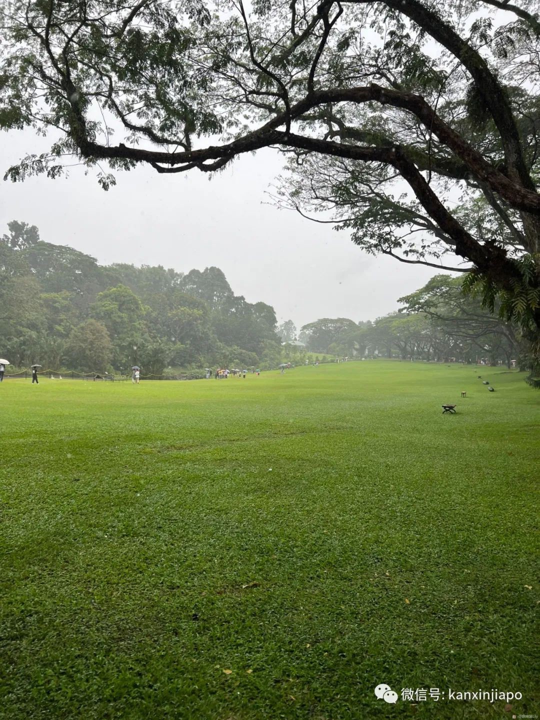 百人冒雨排隊進新加坡總統府！參觀一小時，卻……