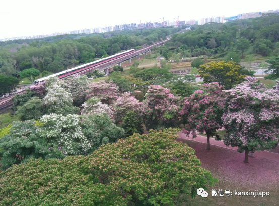 住在新加坡淡濱尼，不想走遠能去哪玩？步行就能到這些景點也超棒！