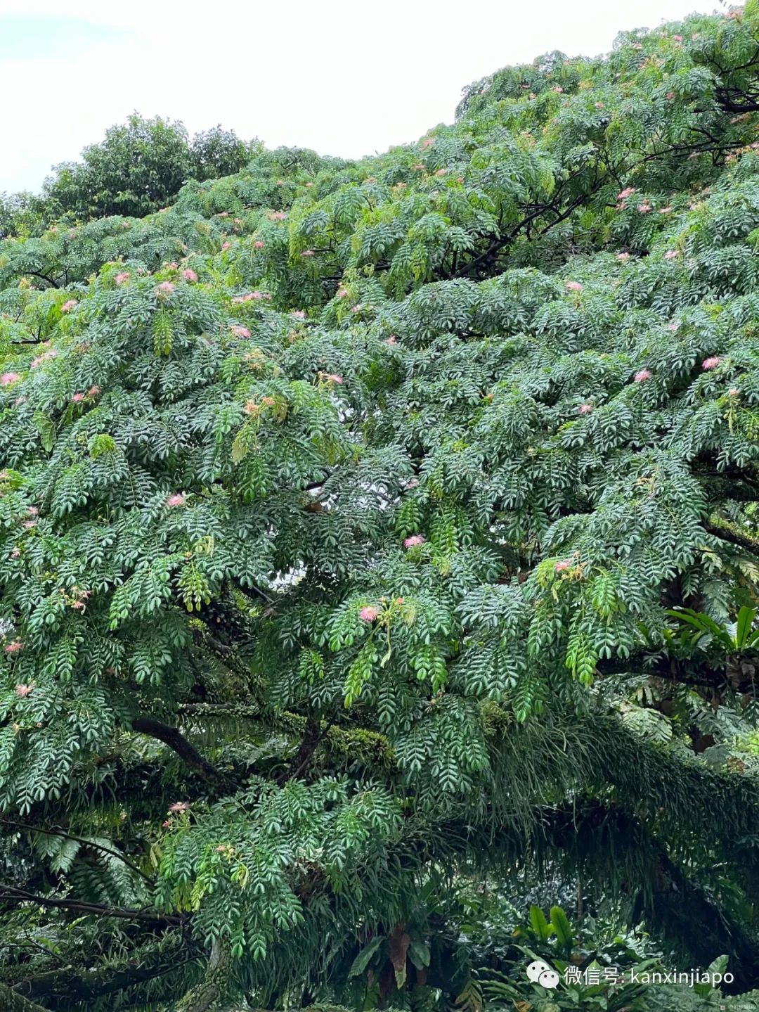 百人冒雨排隊進新加坡總統府！參觀一小時，卻……