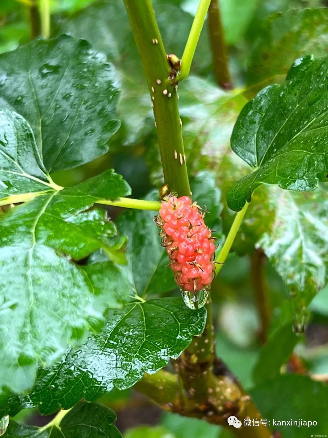 百人冒雨排隊進新加坡總統府！參觀一小時，卻……