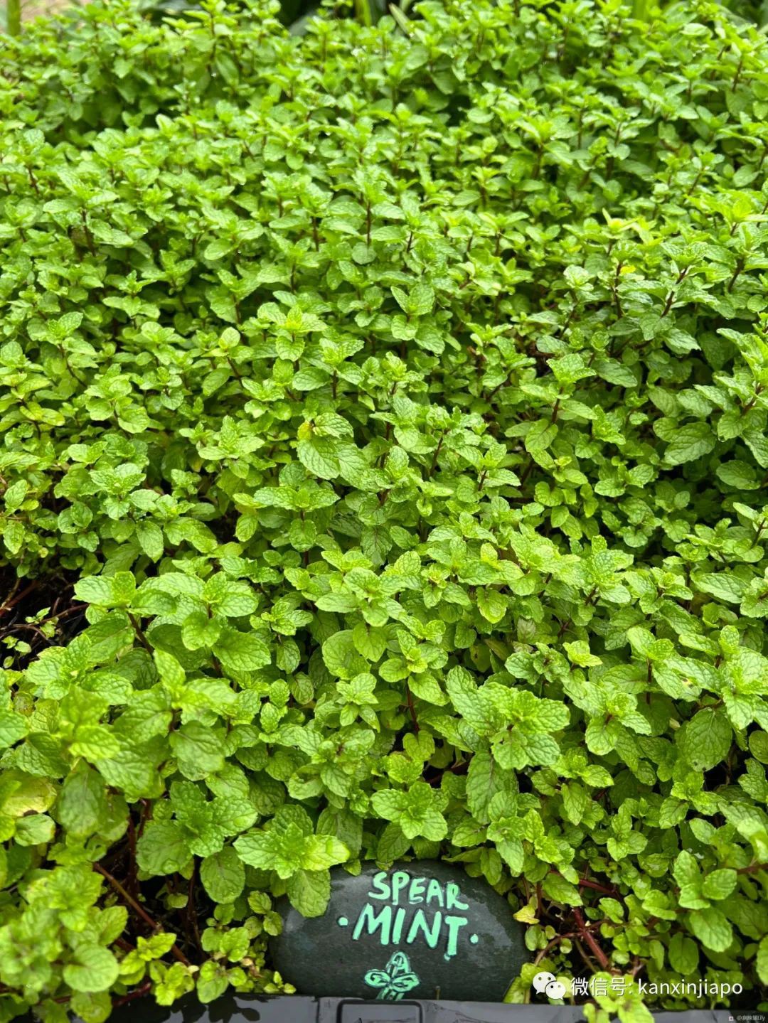 百人冒雨排隊進新加坡總統府！參觀一小時，卻……