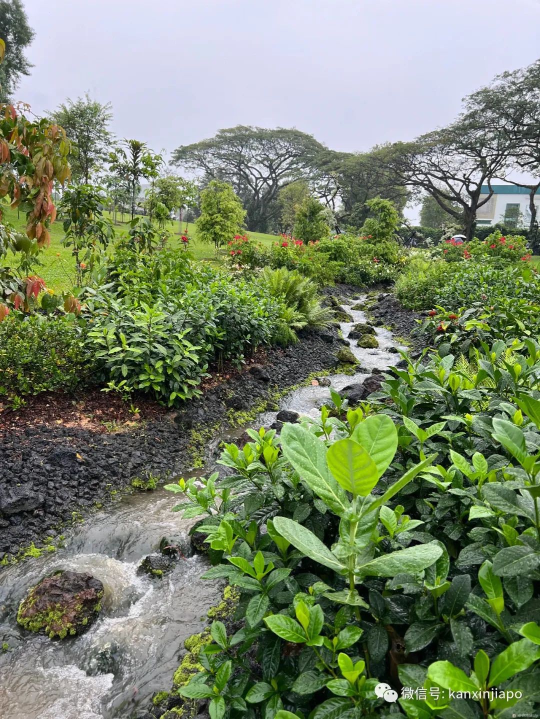 百人冒雨排隊進新加坡總統府！參觀一小時，卻……