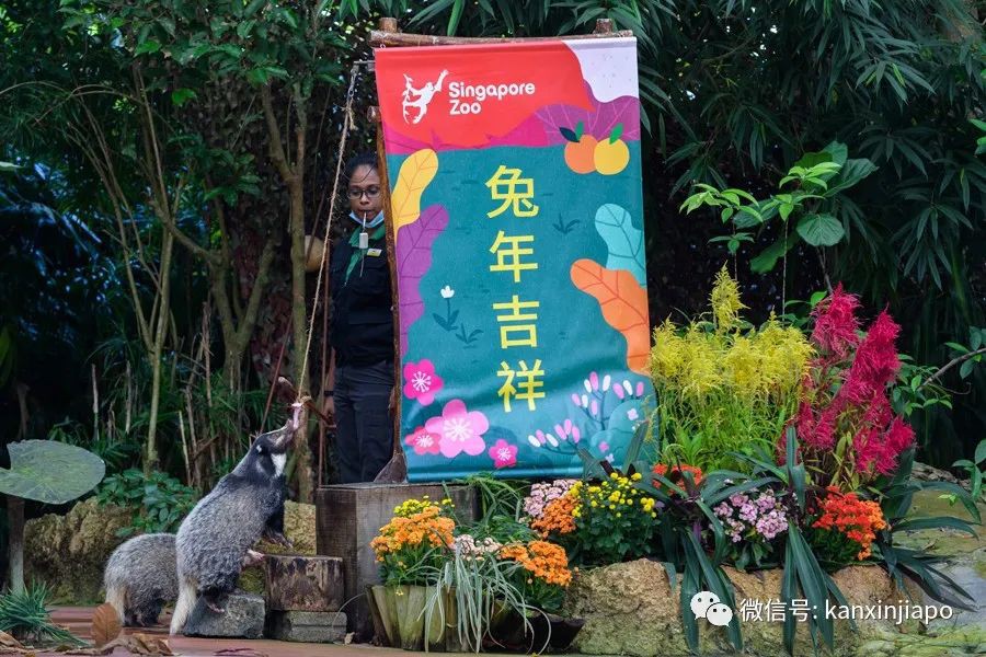 新加坡三大動物園兔年新春活動，野生動物表演，限定美食等你來！