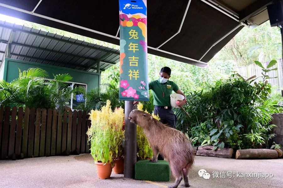 新加坡三大動物園兔年新春活動，野生動物表演，限定美食等你來！