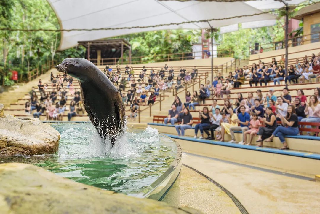 一日玩轉新加坡動物園和河川生態園，這份攻略請收好