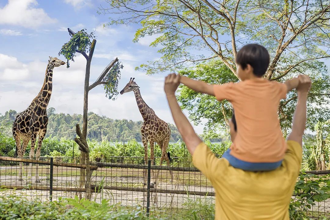 一日玩轉新加坡動物園和河川生態園，這份攻略請收好