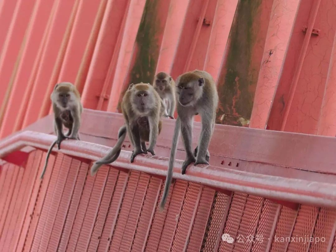上百只猴子在榜鹅著名网红桥集结，场面太壮观了